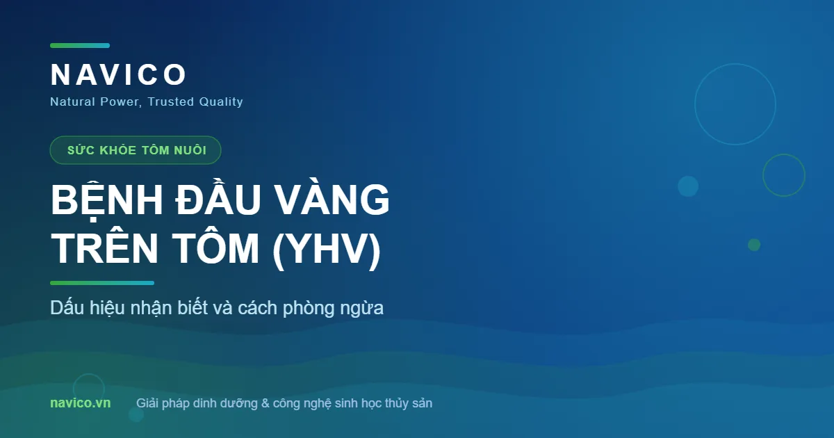 Bệnh Đầu Vàng Trên Tôm: Dấu Hiệu Và Cách Phòng Ngừa