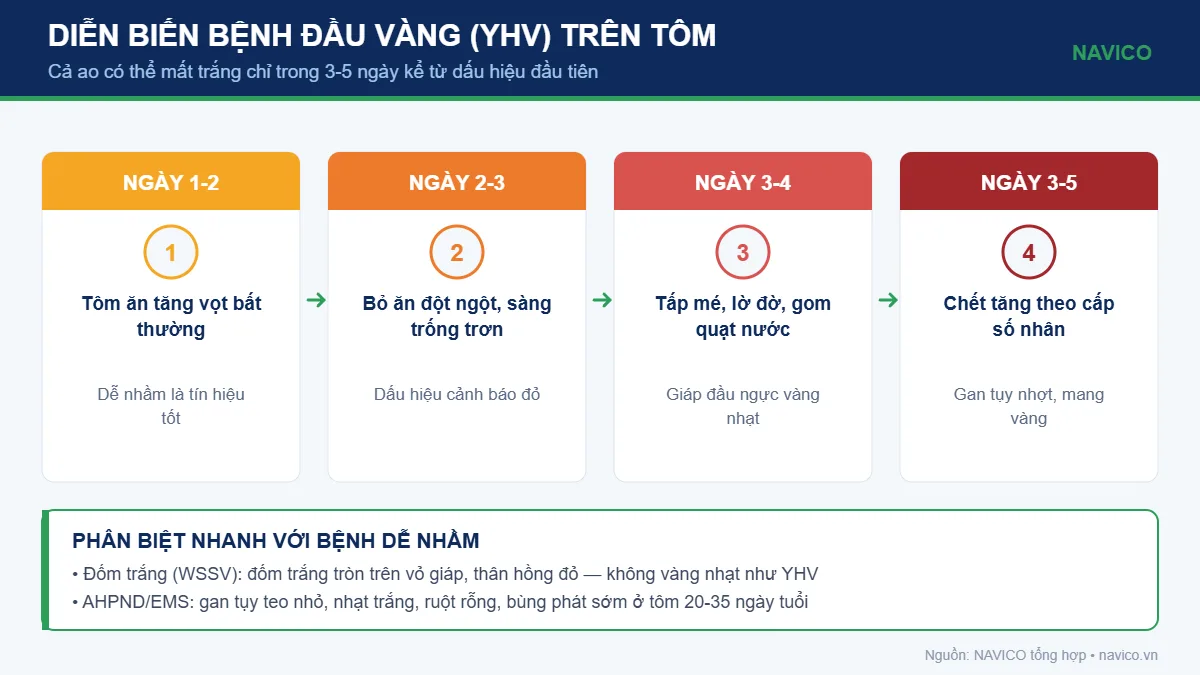 Infographic diễn biến bệnh đầu vàng YHV trên tôm theo từng ngày và cách phân biệt với bệnh đốm trắng, AHPND