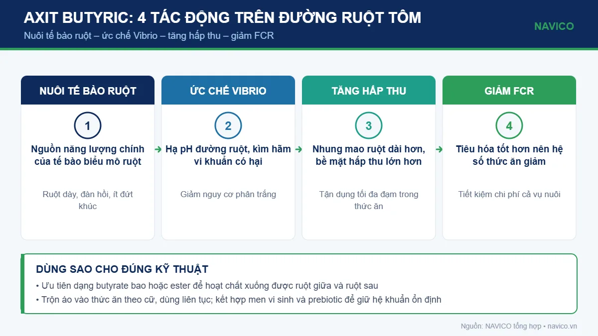 Infographic tác động của axit butyric lên đường ruột tôm và hệ số chuyển hóa thức ăn FCR