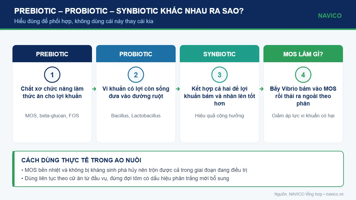 Infographic phân biệt prebiotic, probiotic và synbiotic trong nuôi tôm