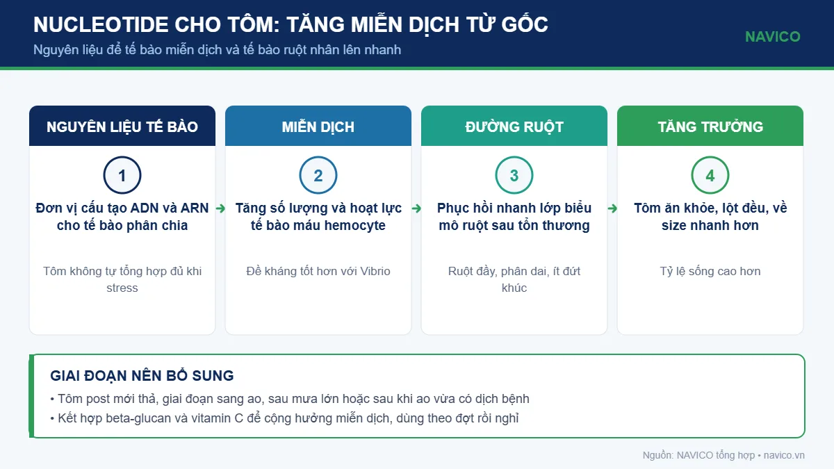 Infographic vai trò của nucleotide đối với miễn dịch và đường ruột tôm thẻ chân trắng