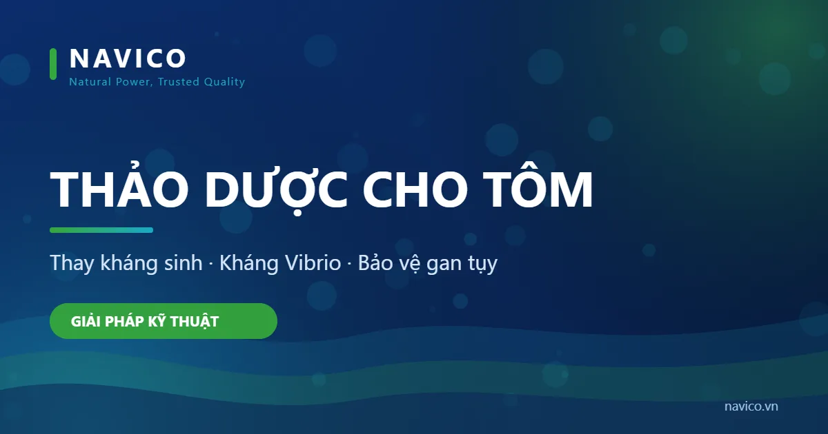 Thảo Dược Cho Tôm: Thay Kháng Sinh, Kháng Vibrio Hiệu Quả