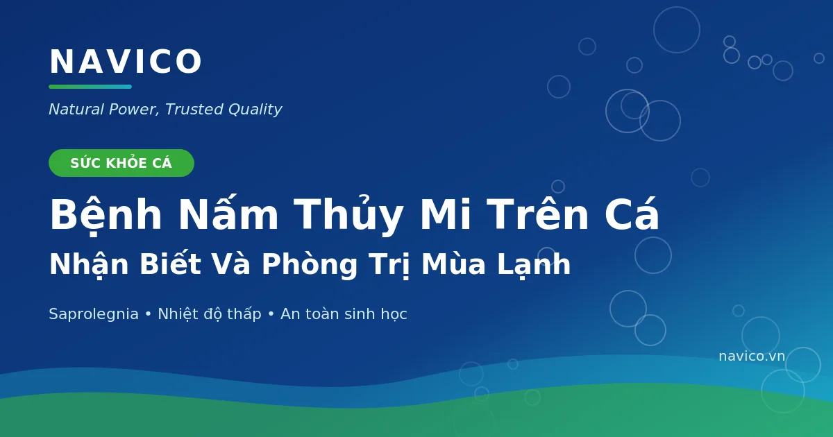 Bệnh Nấm Thủy Mi Trên Cá: Nhận Biết Và Phòng Trị Mùa Lạnh
