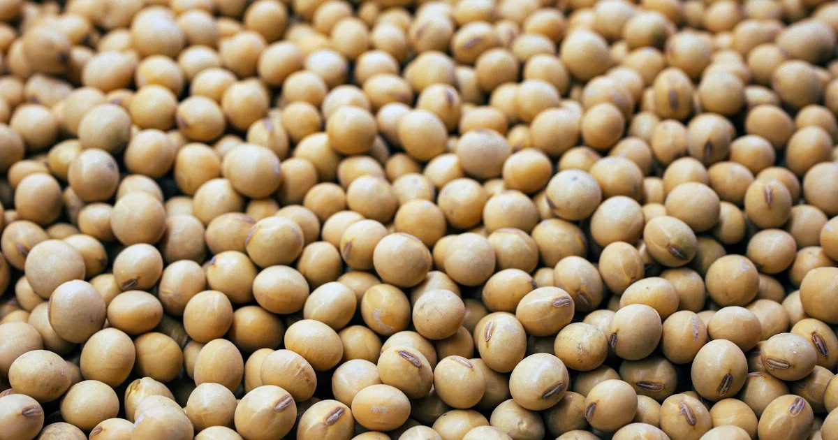 Lecithin Cho Tôm: Vai Trò Phospholipid Và Cách Bổ Sung Đúng